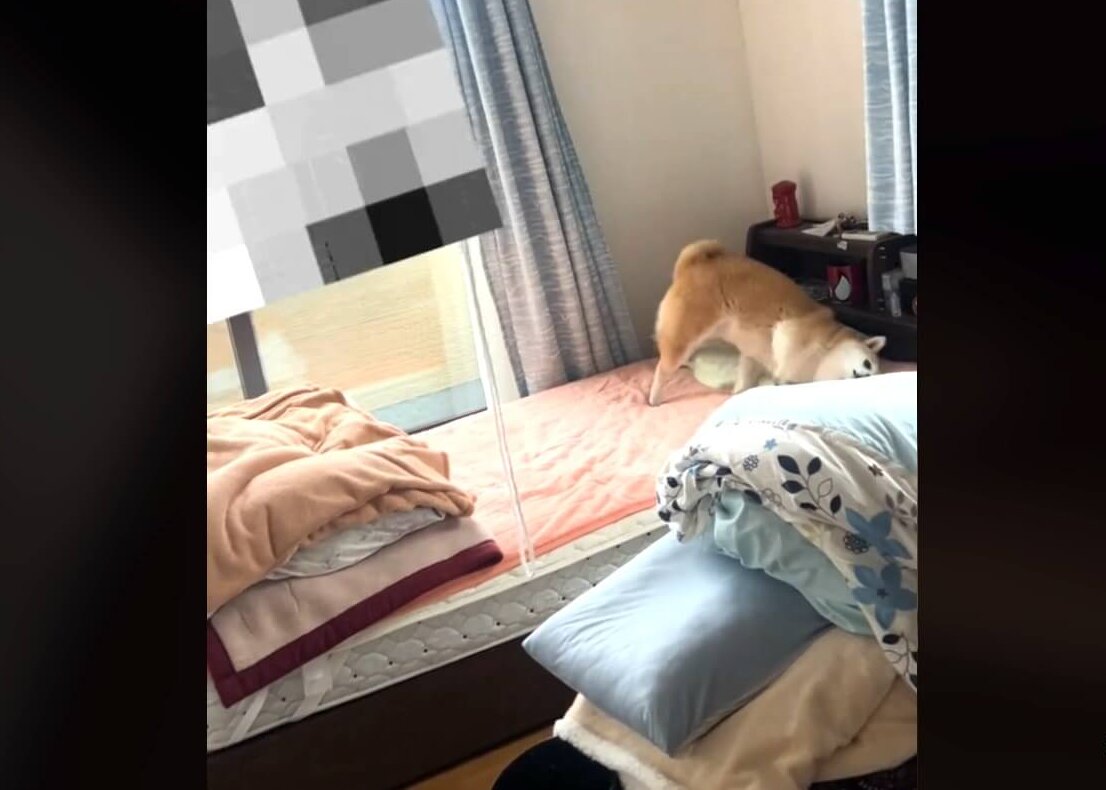 柴犬,動画
