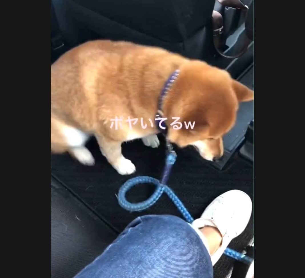 柴犬,動画