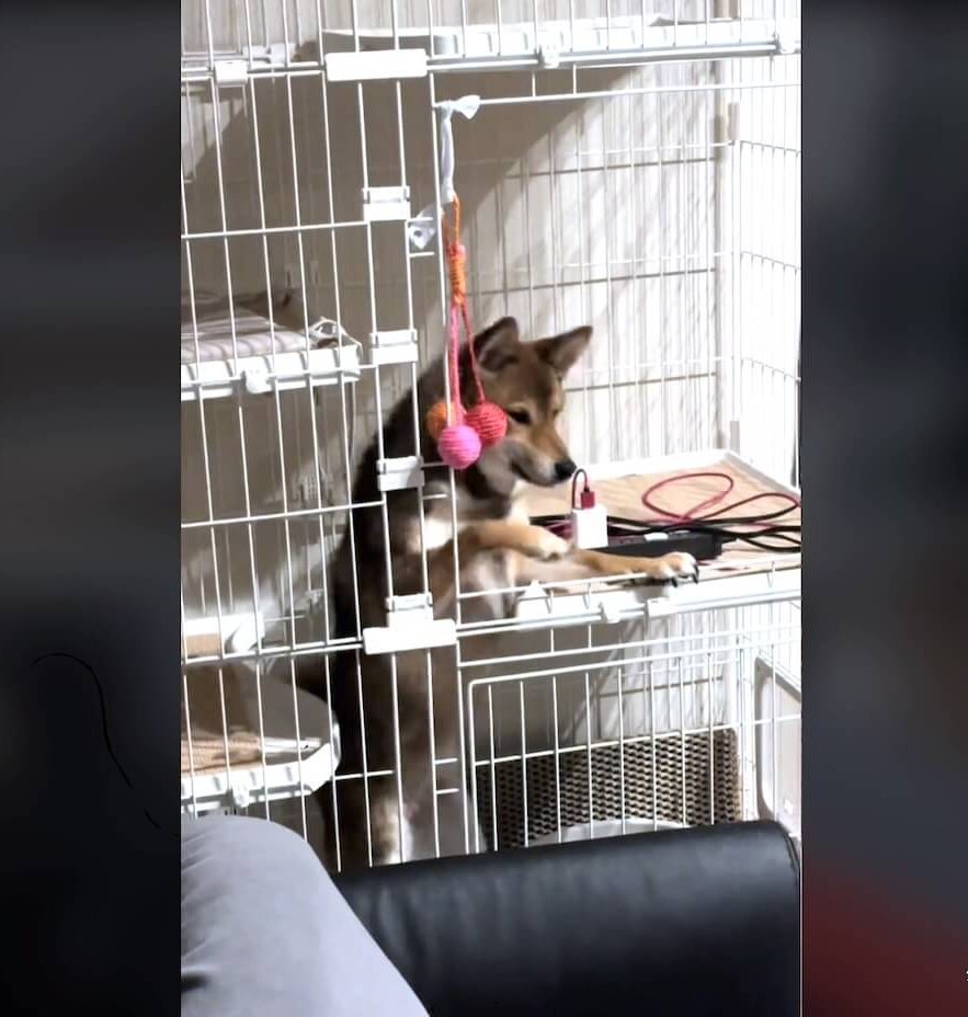 柴犬,動画