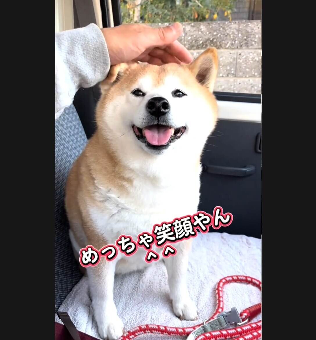 柴犬,動画