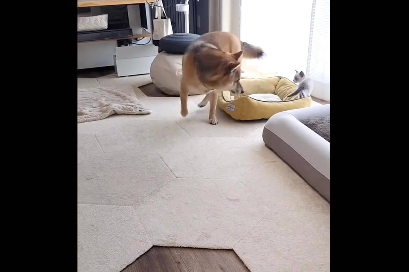 柴犬,動画