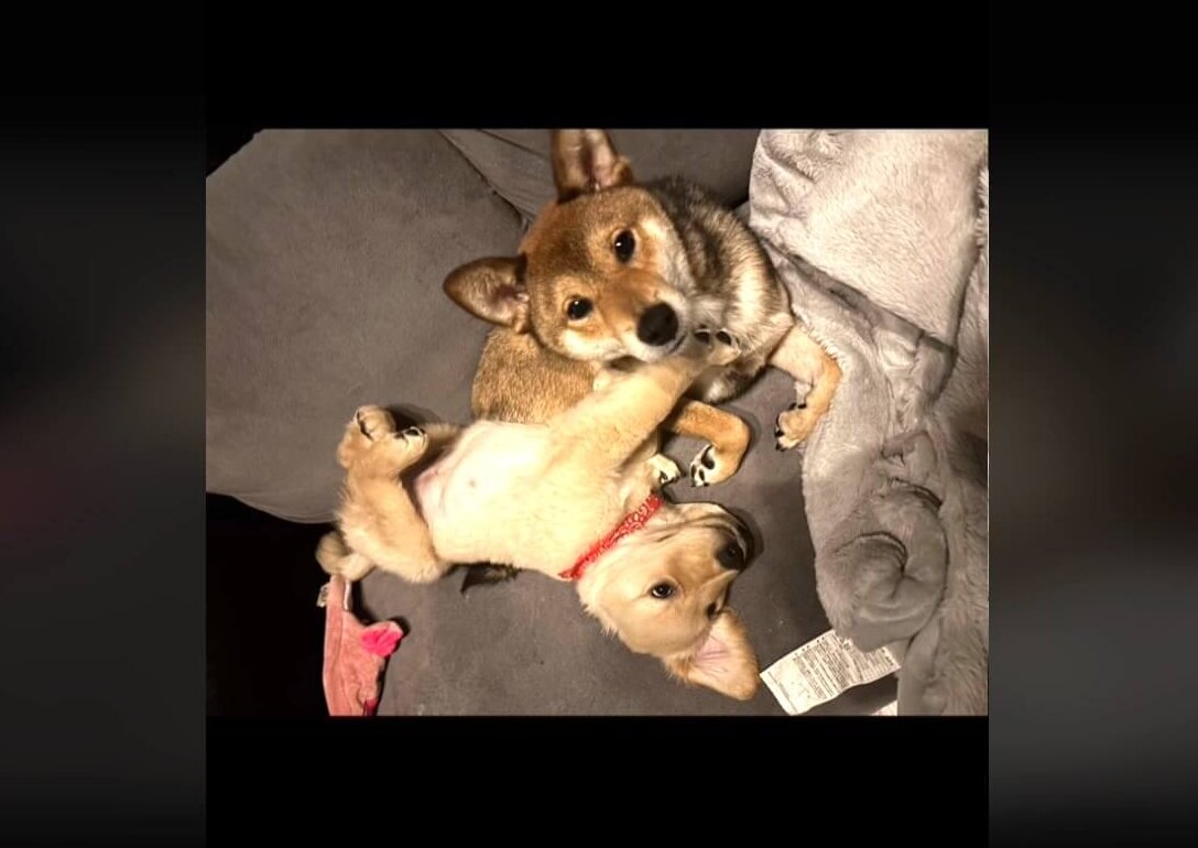 柴犬,動画