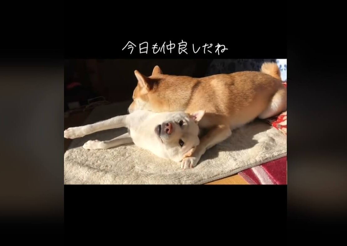 柴犬,動画
