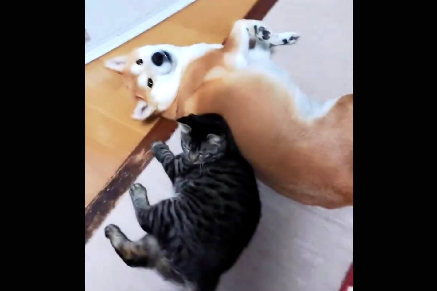 柴犬,動画