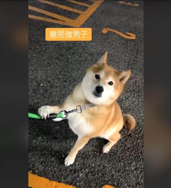 柴犬,動画
