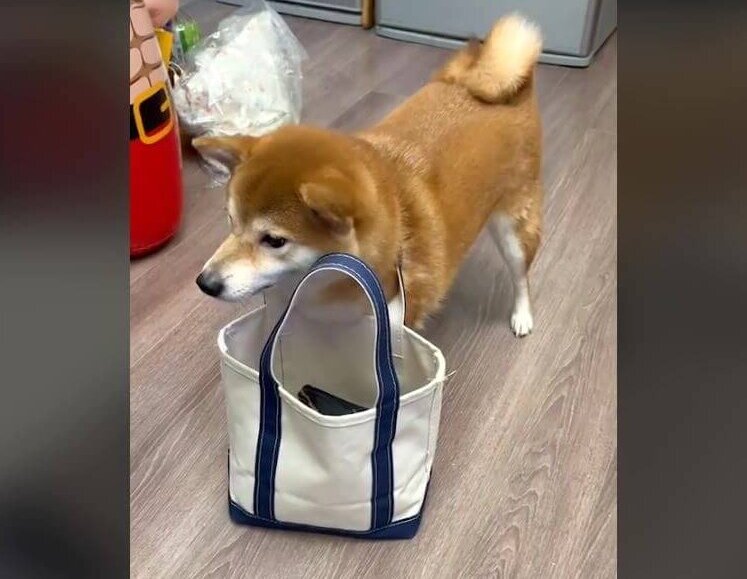 柴犬,動画
