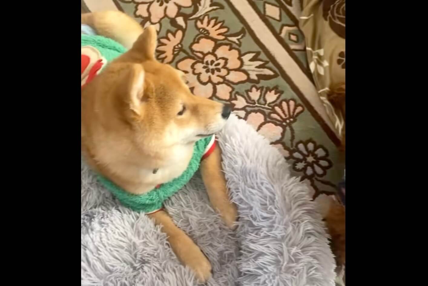 柴犬,動画