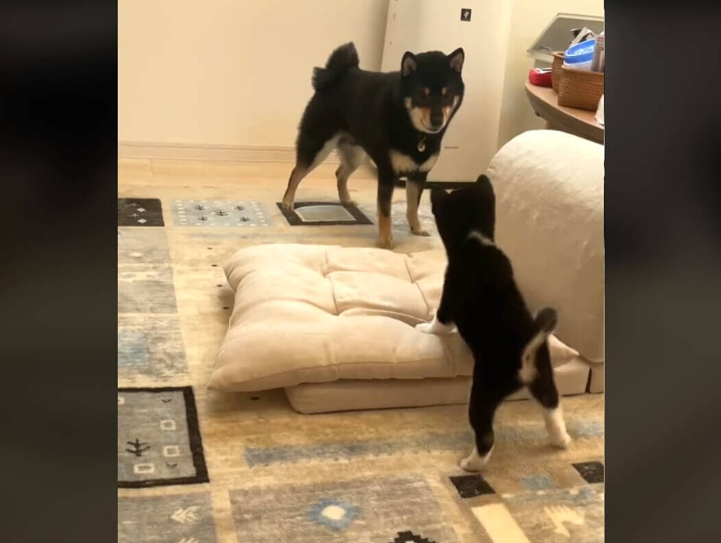 柴犬,動画