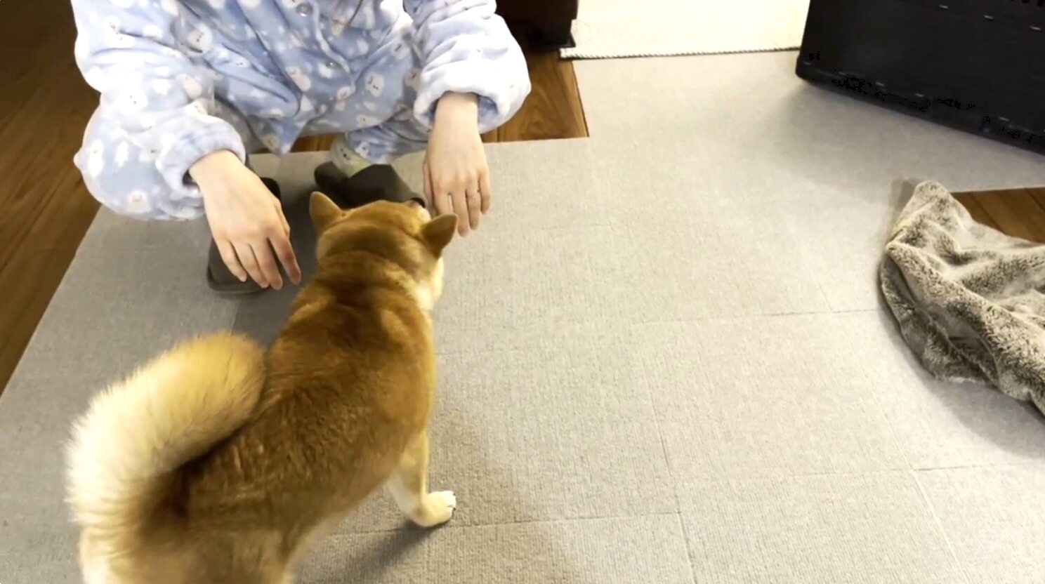 柴犬,動画