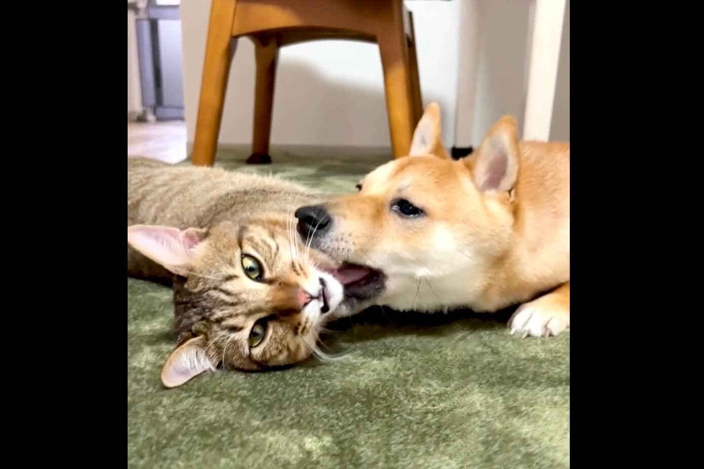柴犬,動画