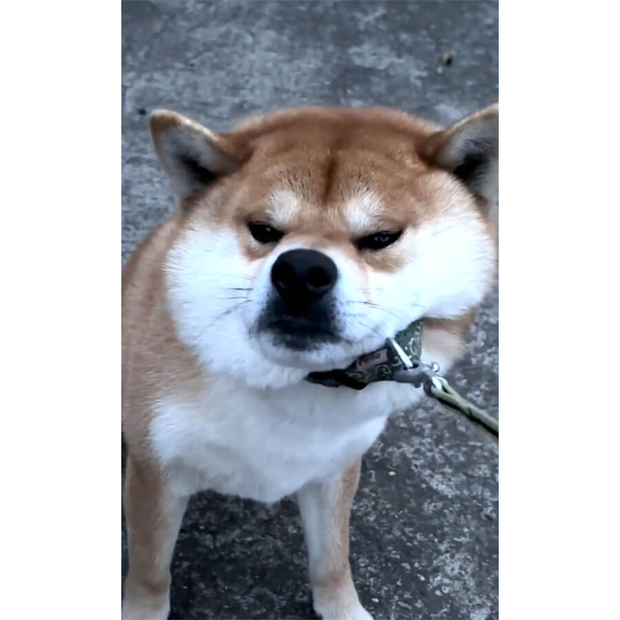 柴犬,動画