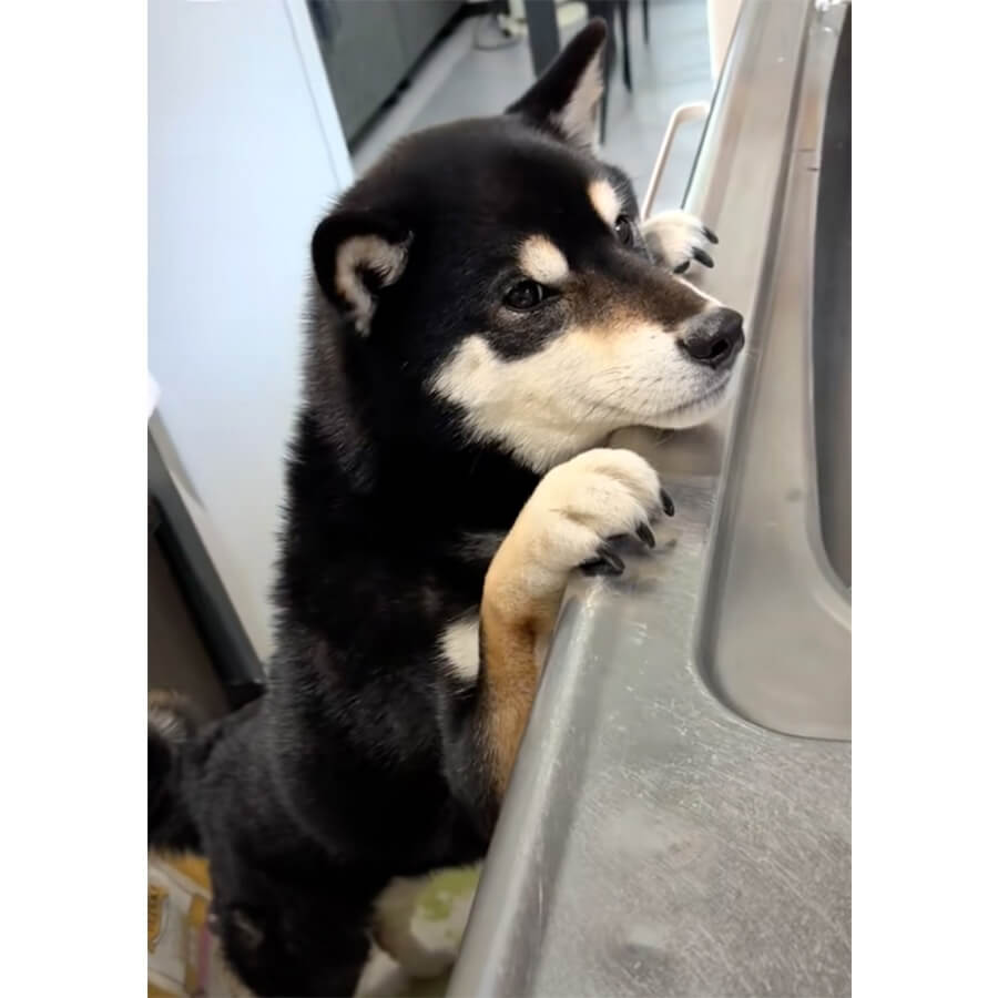 柴犬,動画