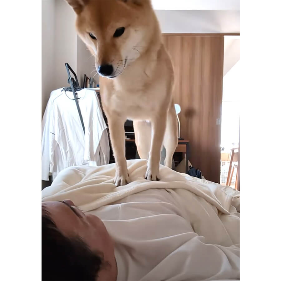 柴犬,動画