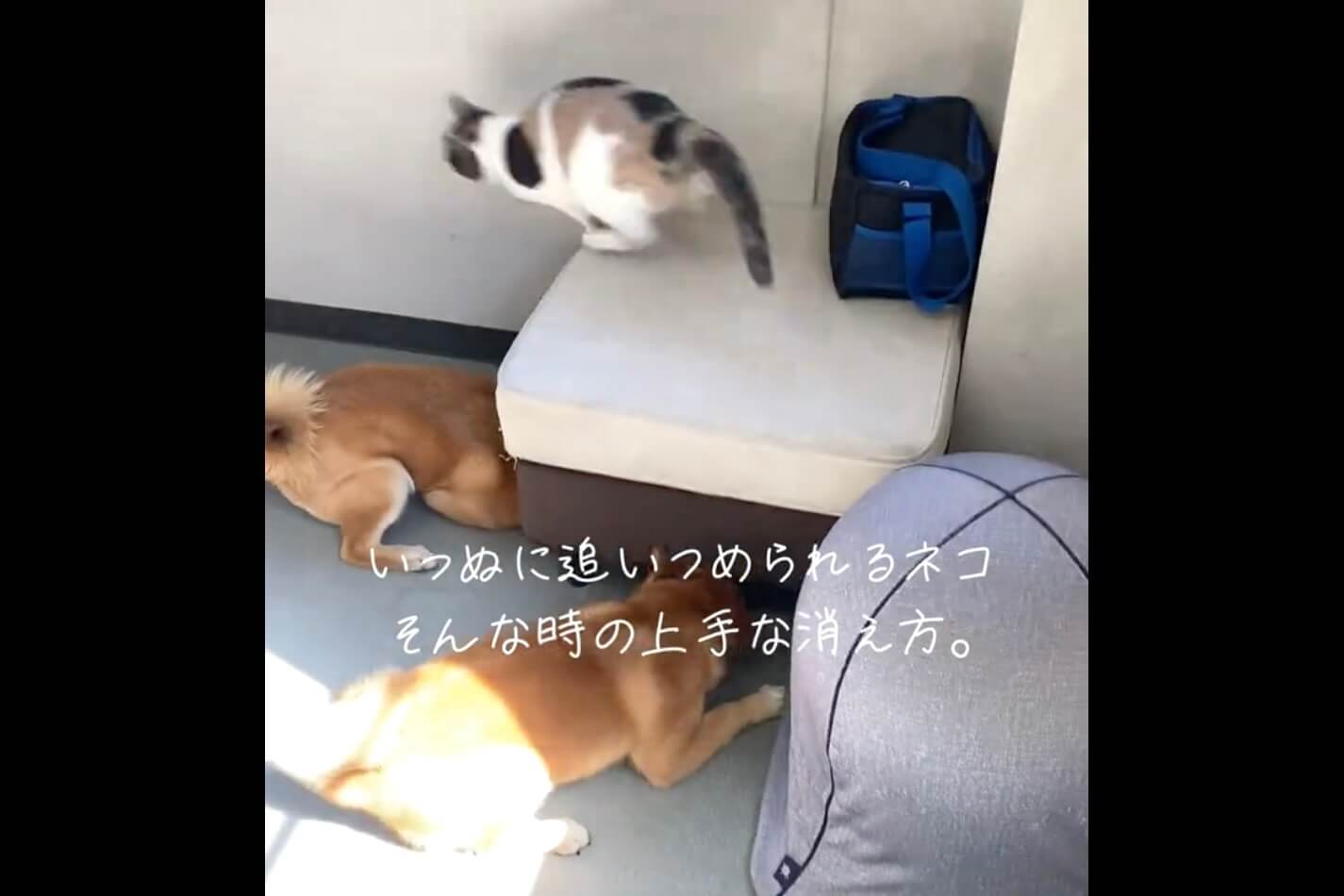 柴犬,動画