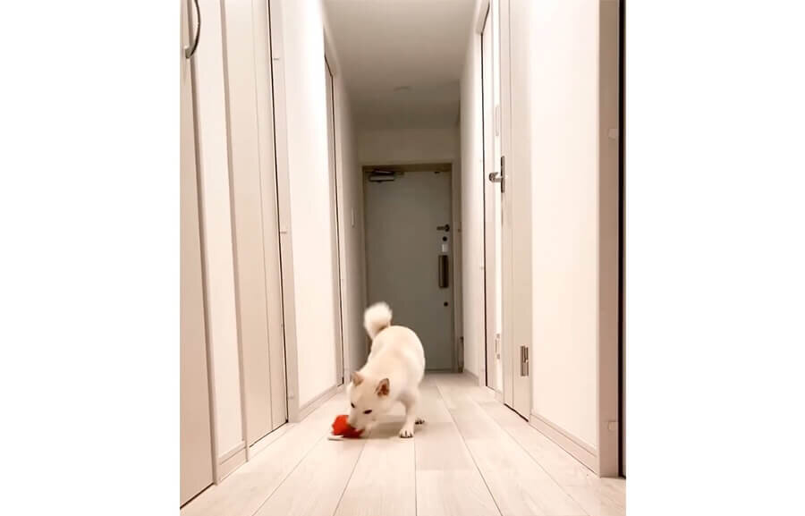 柴犬,動画