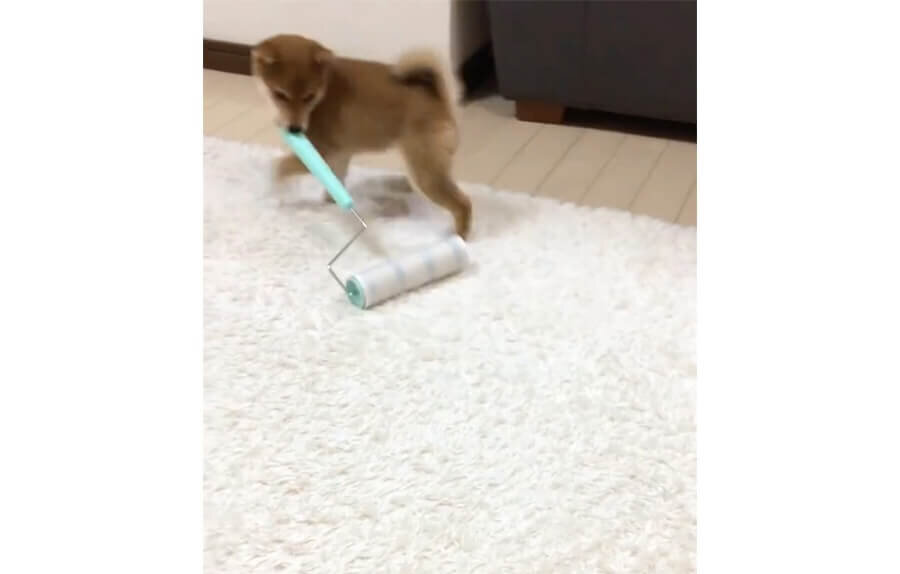 柴犬,動画
