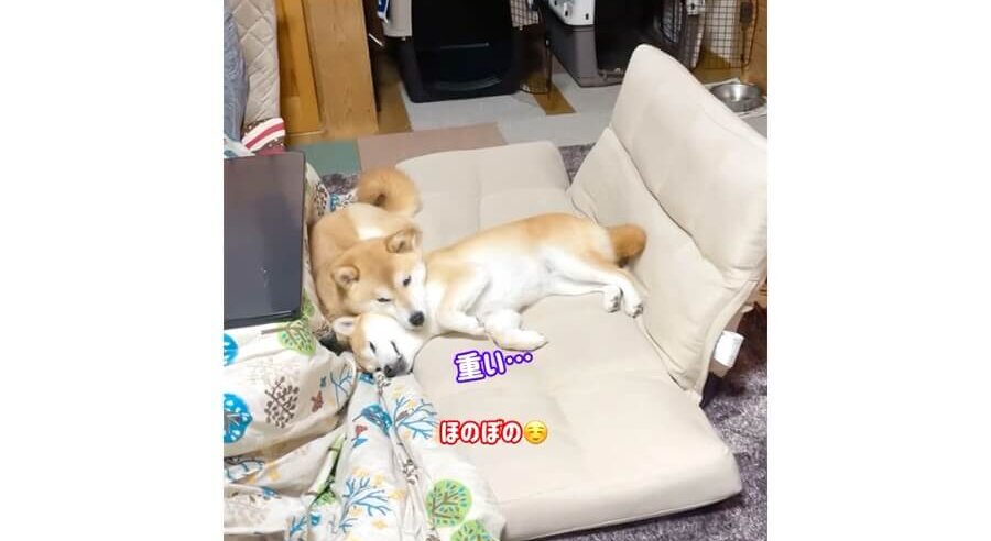 柴犬,動画