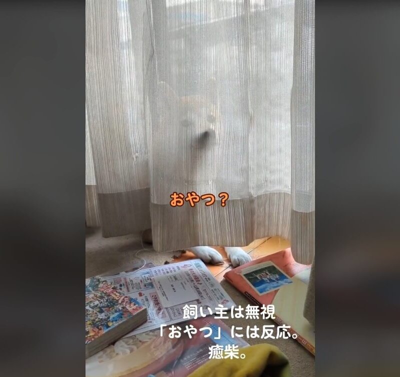 柴犬,動画
