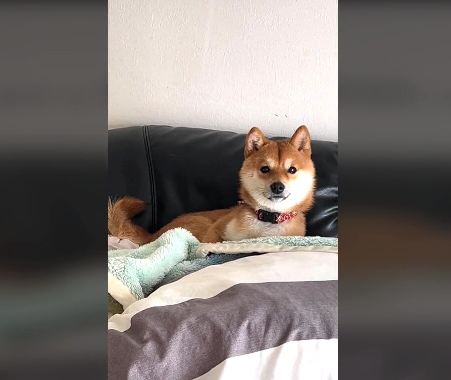 柴犬,動画