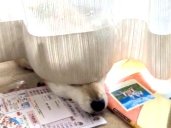 柴犬,動画