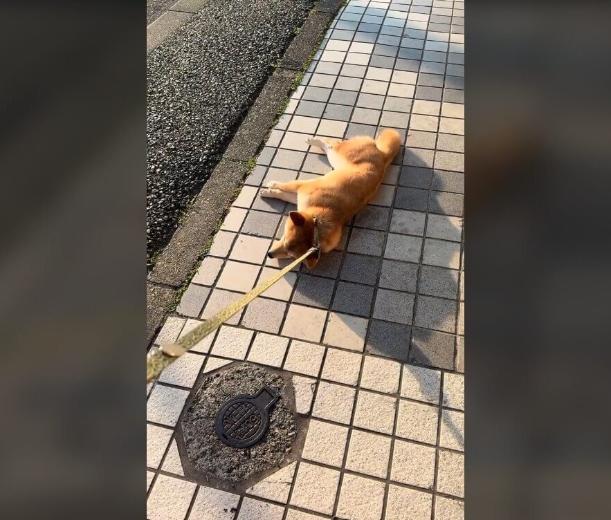 柴犬,動画