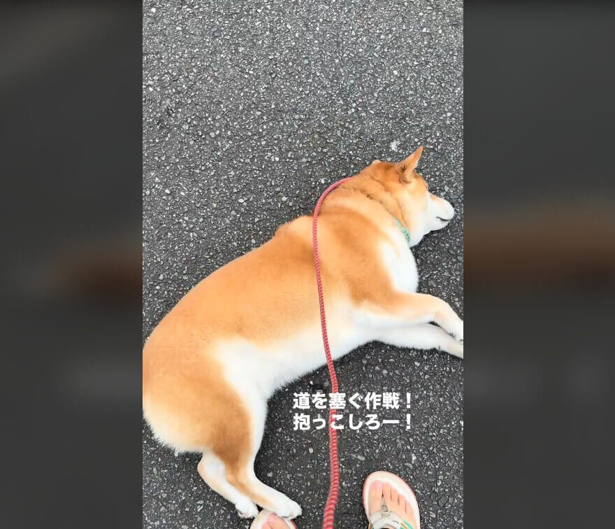 柴犬,動画