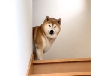柴犬,動画