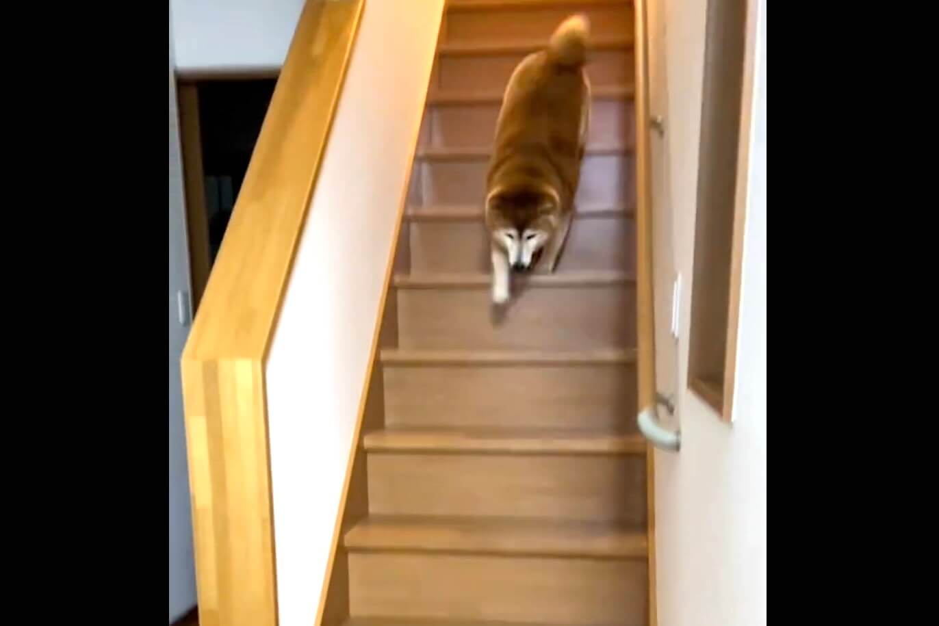 柴犬,動画