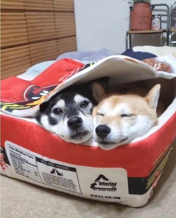 柴犬,動画