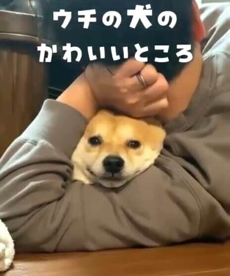 柴犬,動画