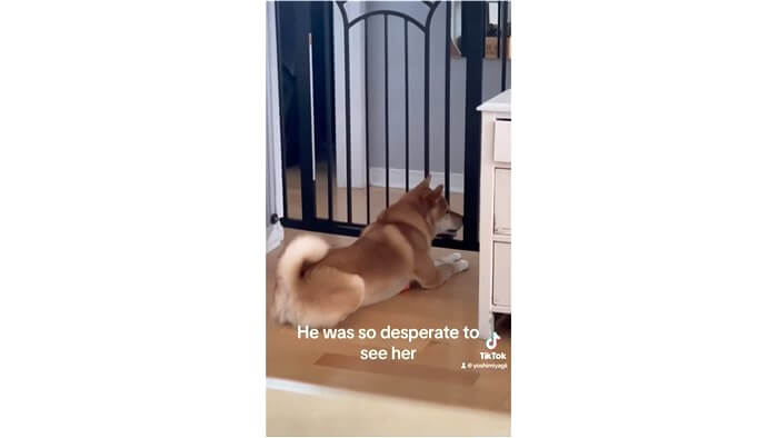 柴犬,動画