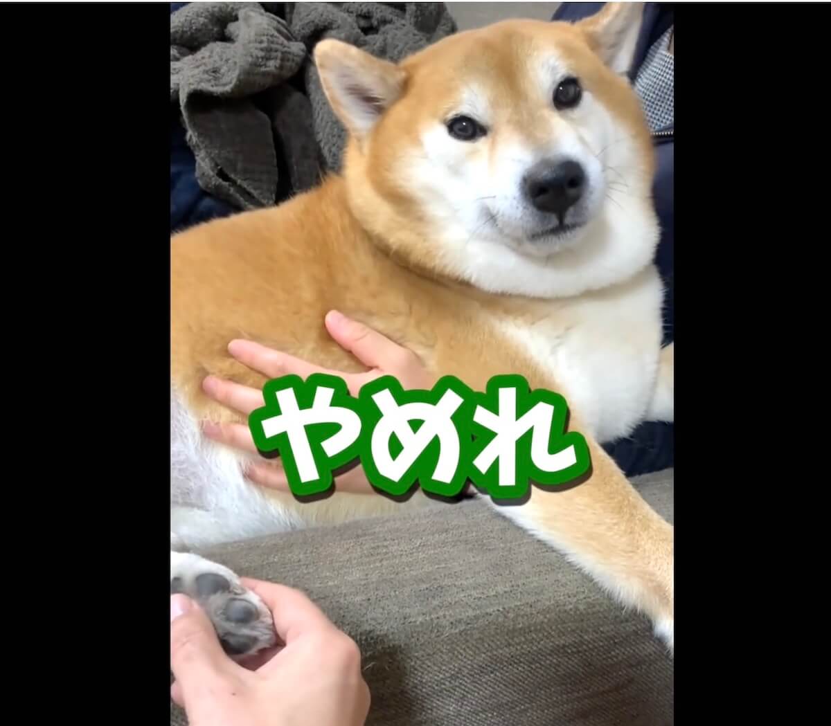 柴犬,動画