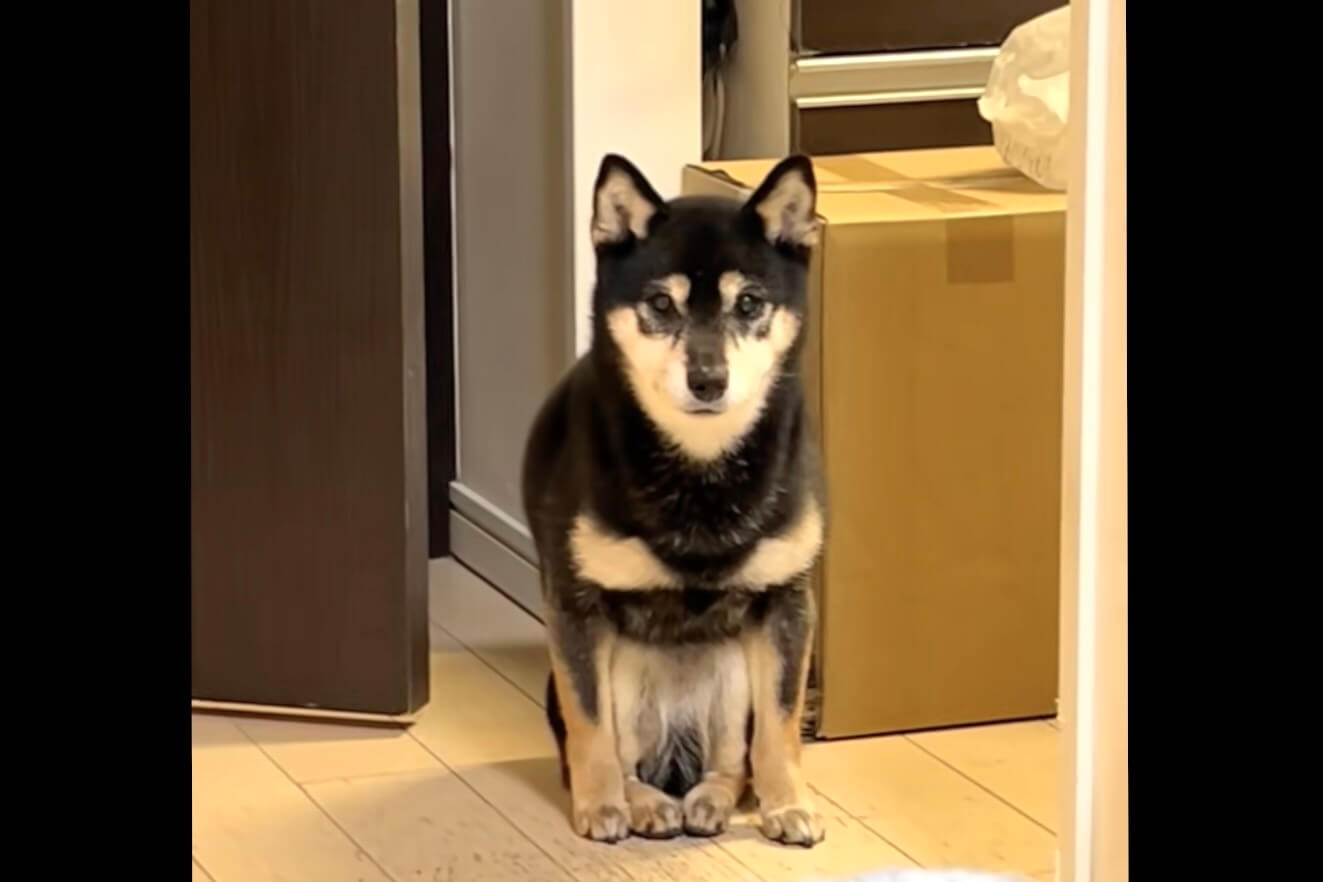 柴犬,動画