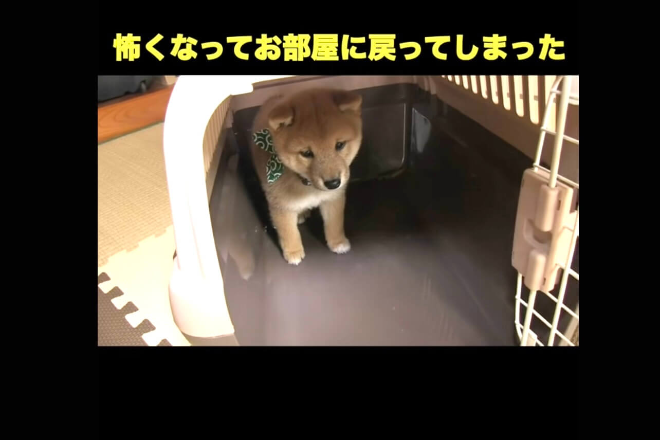 柴犬,動画