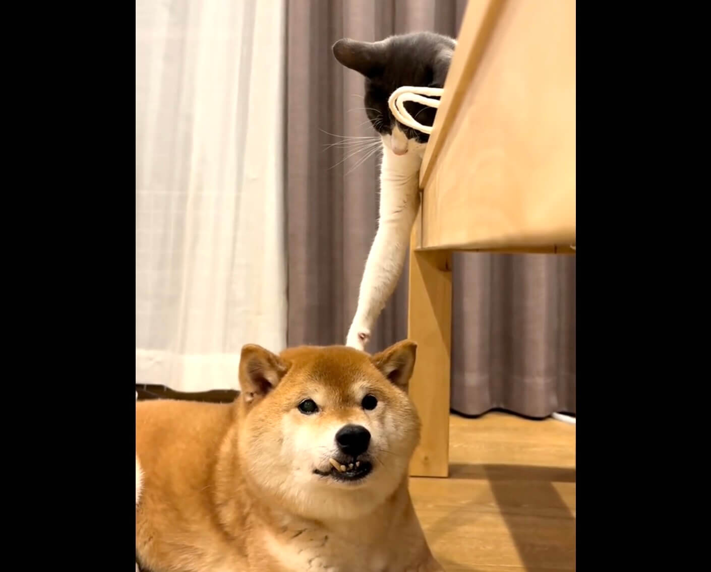 柴犬,動画