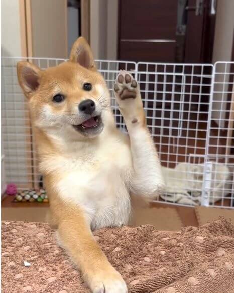 柴犬,動画