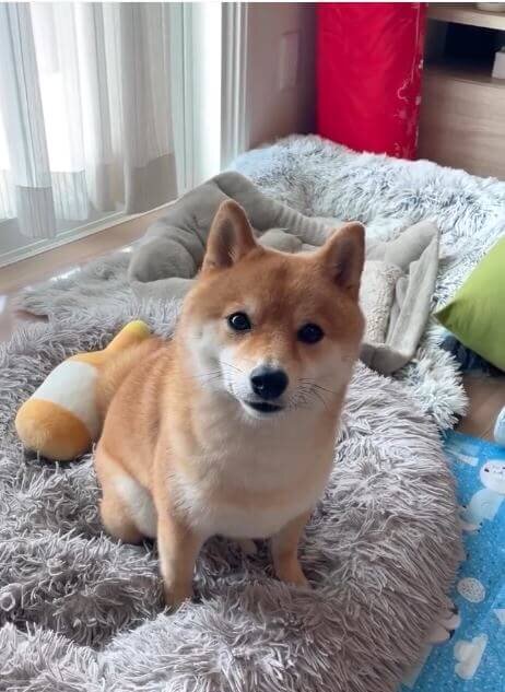 柴犬,動画