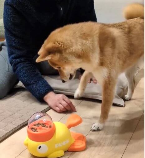 柴犬,動画