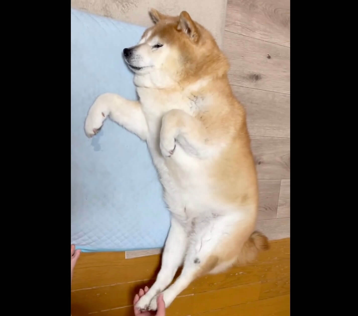 柴犬,動画