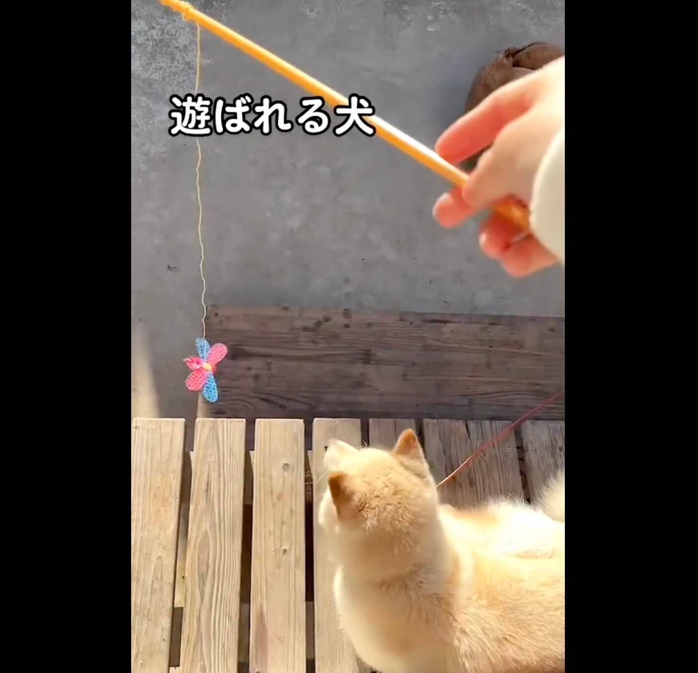 柴犬,動画