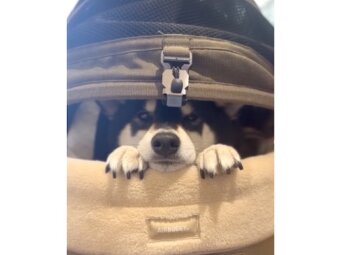 柴犬,動画
