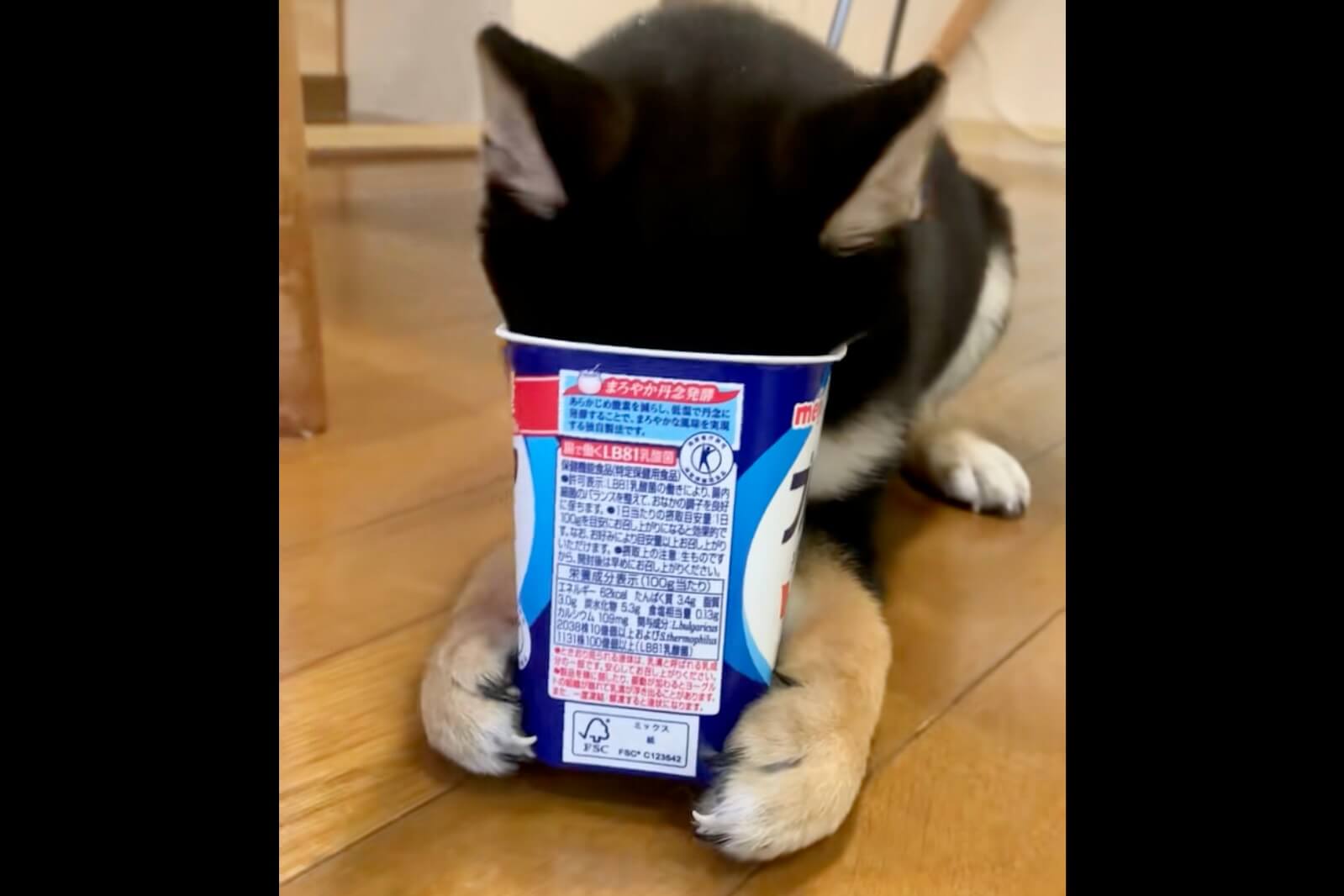 柴犬,動画