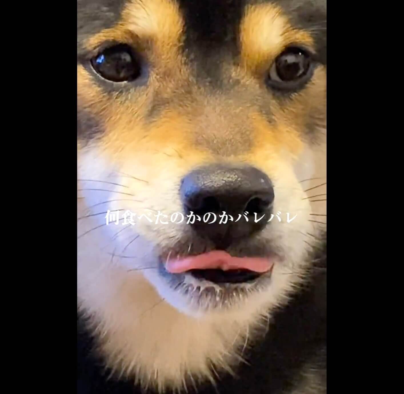 柴犬,動画