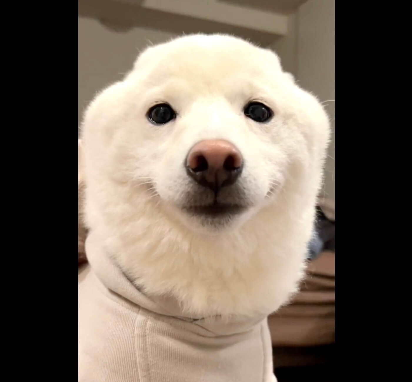 柴犬,動画