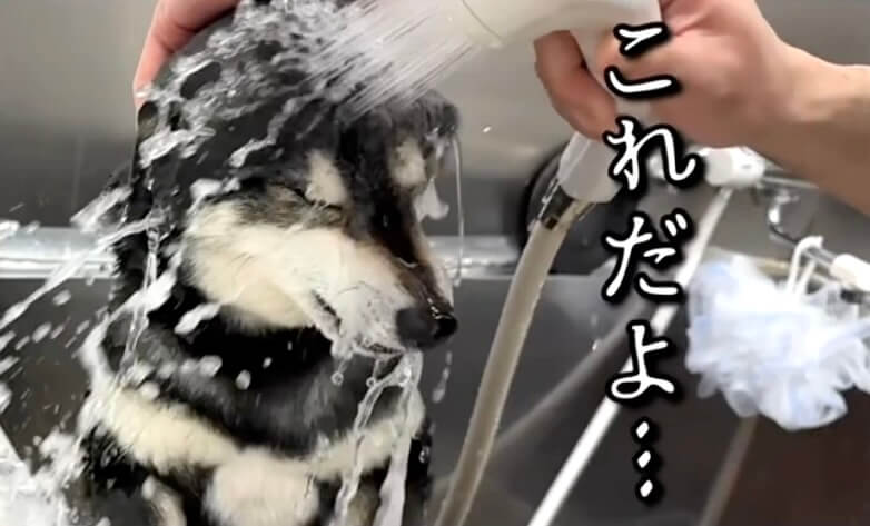 柴犬,動画