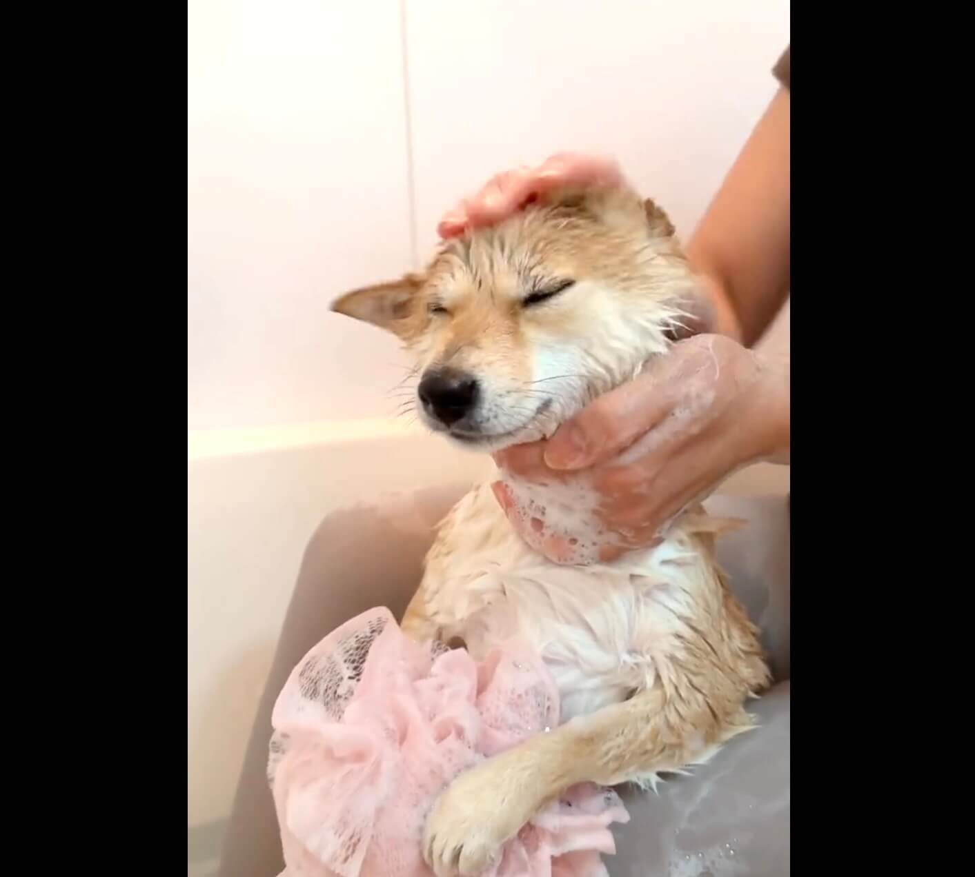 柴犬,動画