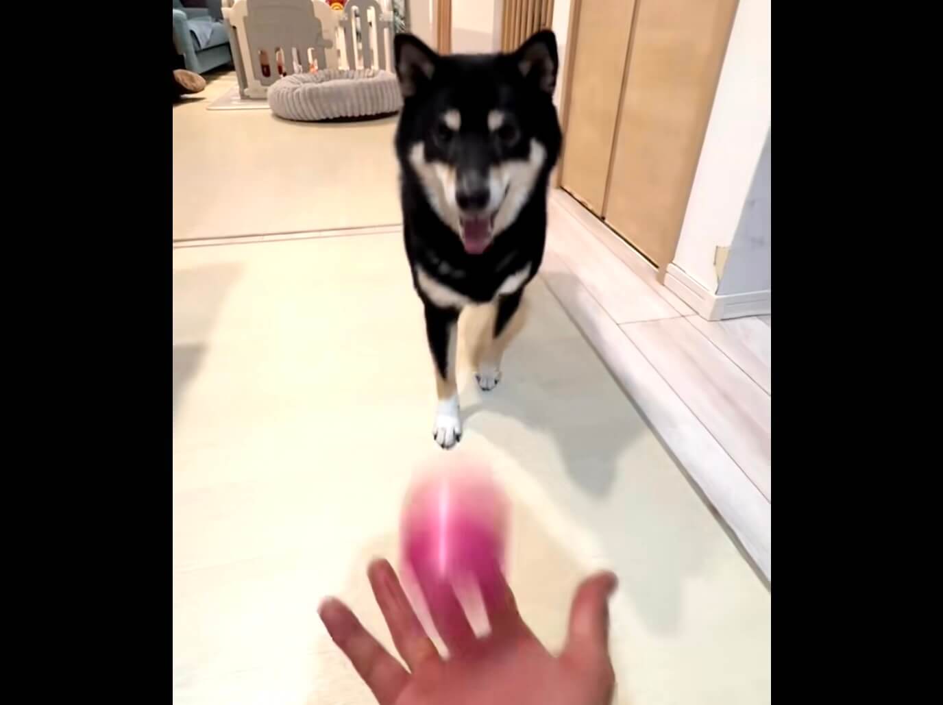 柴犬,動画