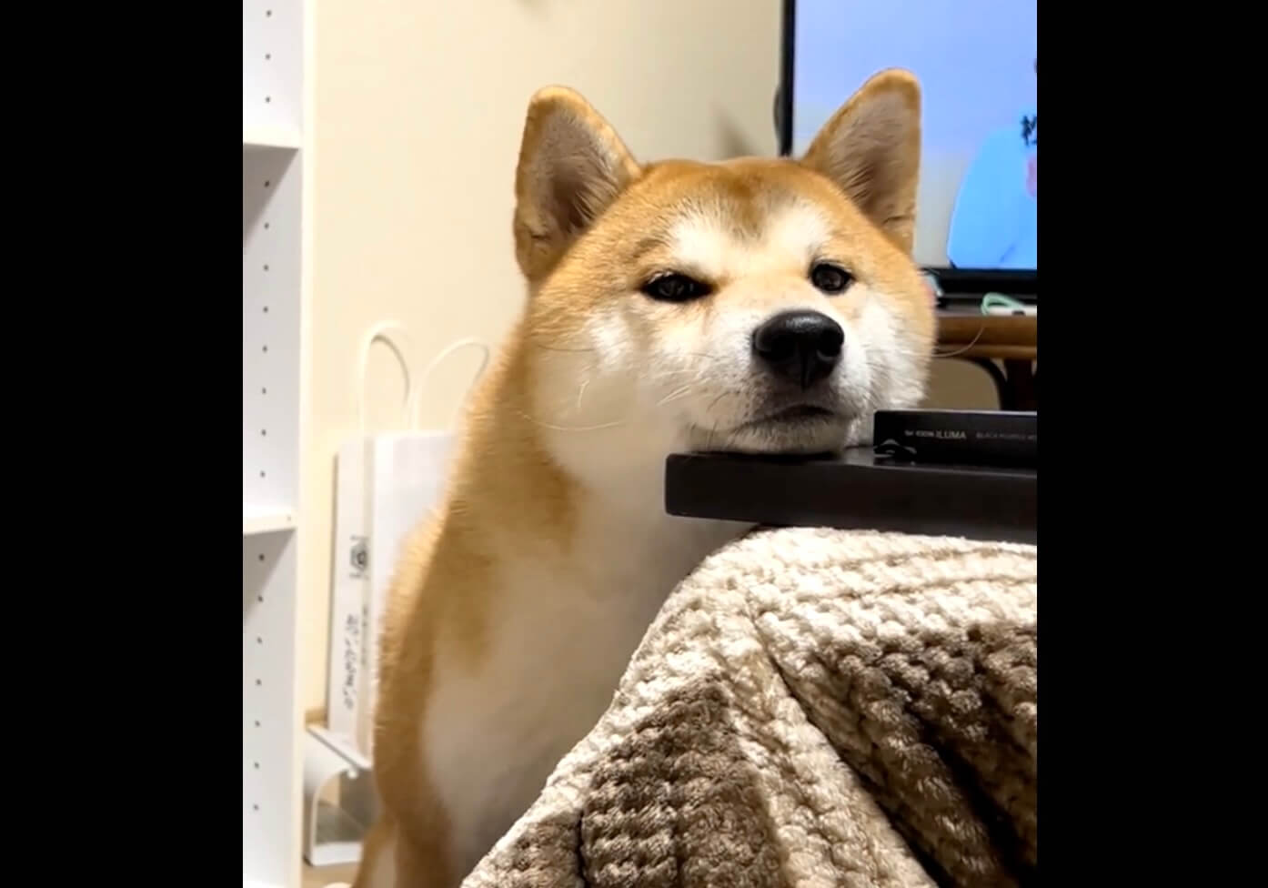 柴犬,動画