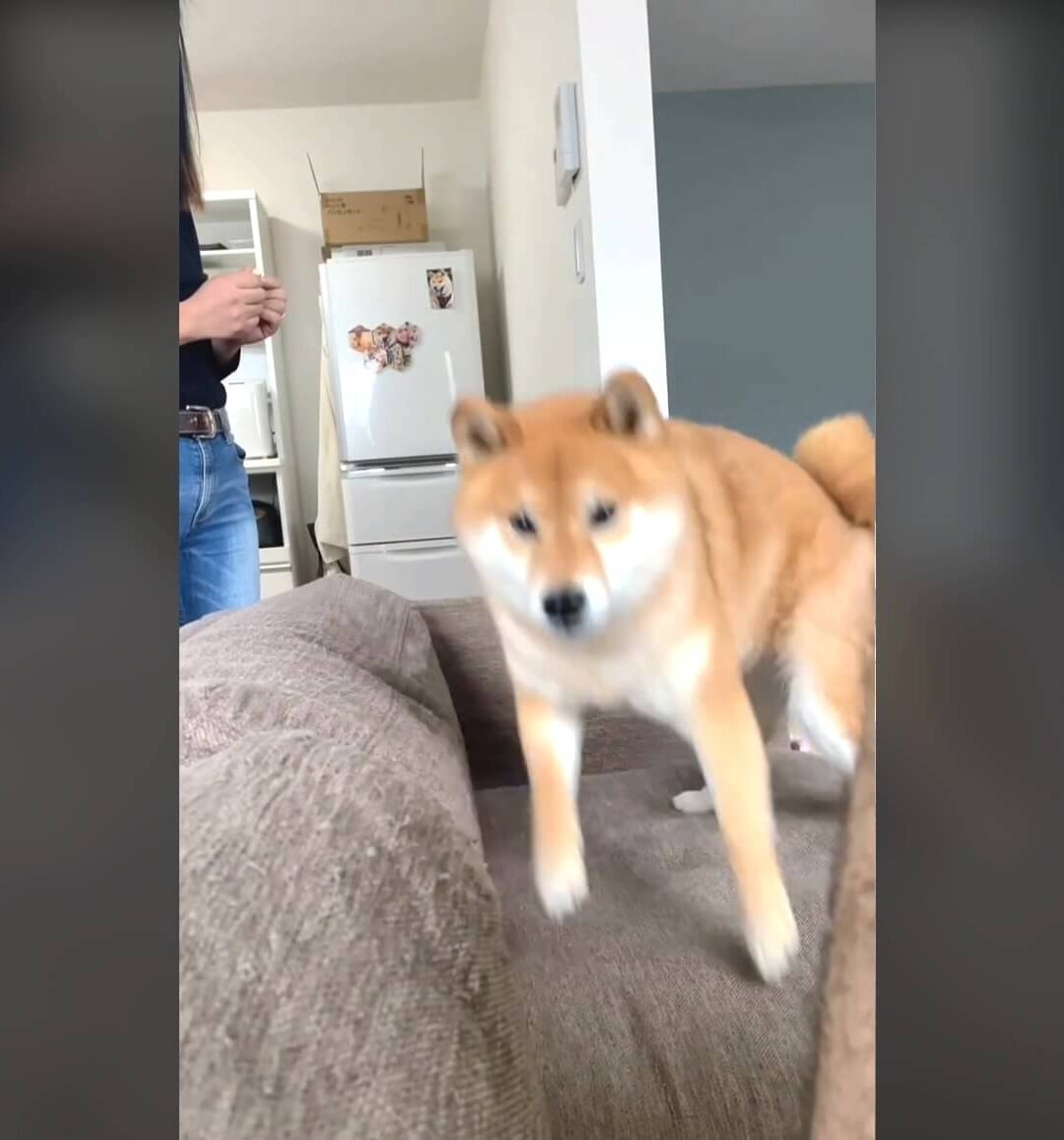 柴犬,動画