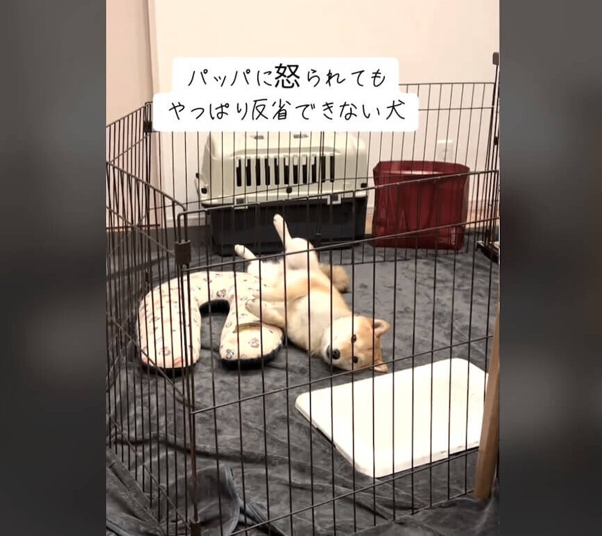 柴犬,動画